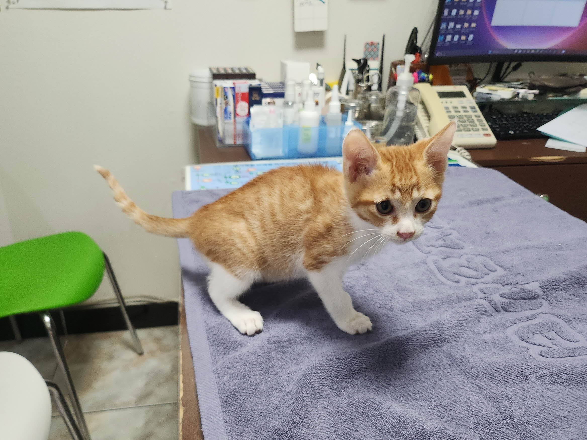 대구수의사회(아이펫)_427343202501010