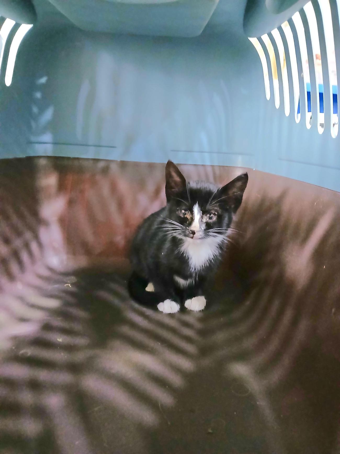 금왕동물병원_443447202501140