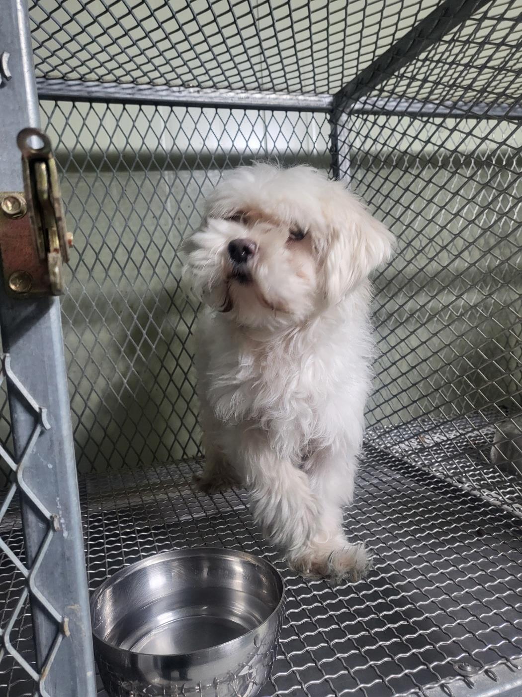 보호중 말티즈의 가…