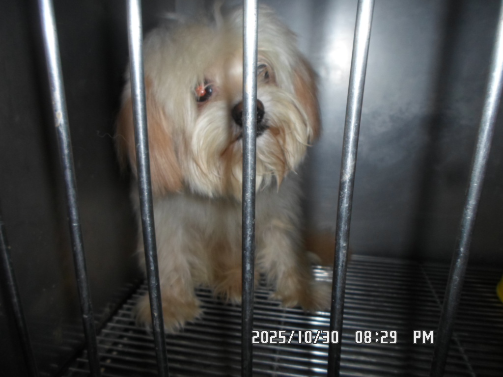 디아크 동물종합병원_411320202500605