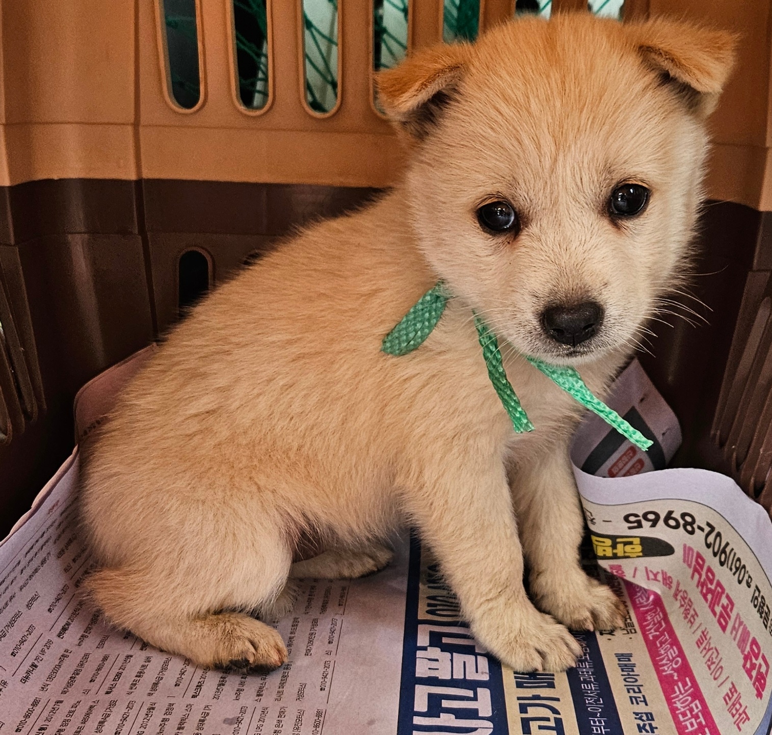 종료(입양) 믹스견…