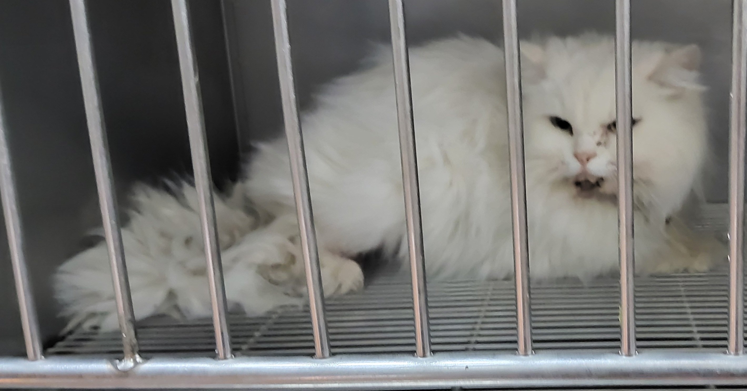 보호중 페르시안의 …