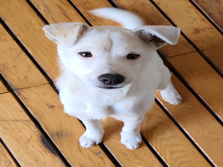 원주시동물보호센터_442419202500820