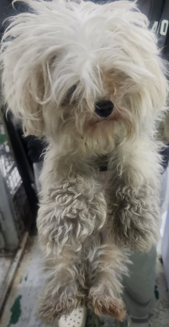 종료(입양) 말티즈…