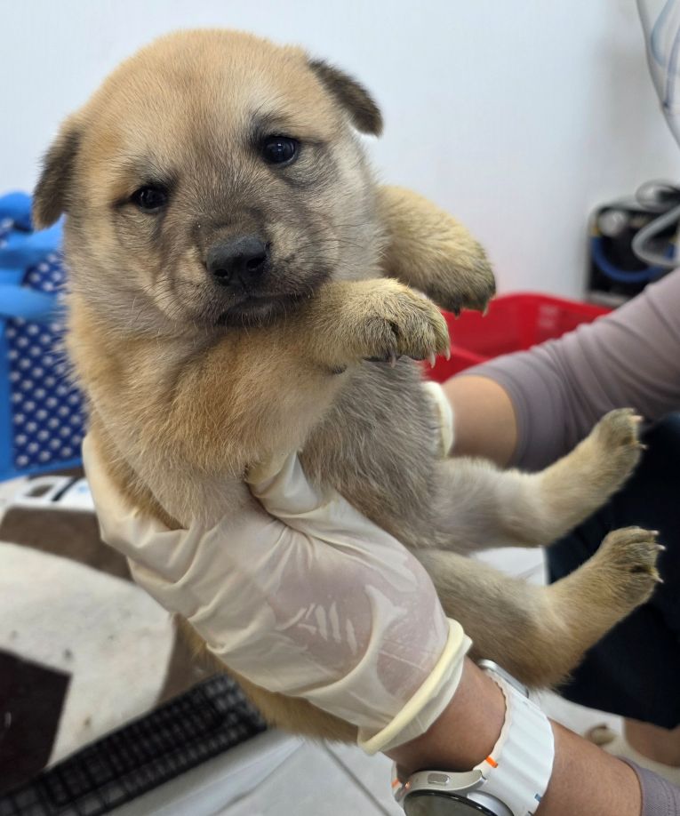 담양군 동물보호센터_446485202500722