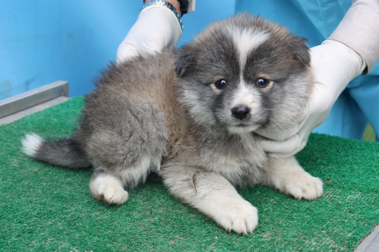 종료(입양) 믹스견…