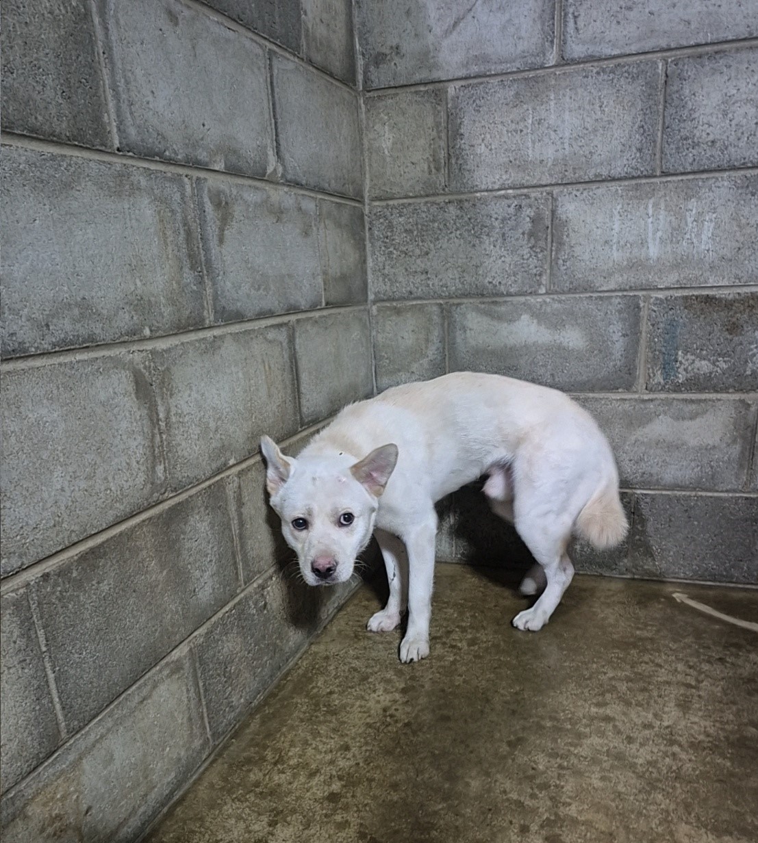 군산유기동물보호센터_445467202502056