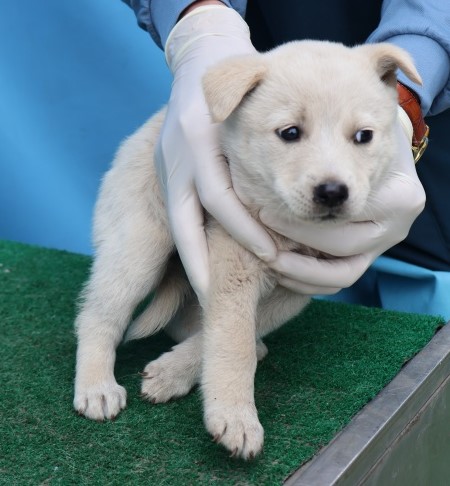 제주 동물보호센터_450650202502940
