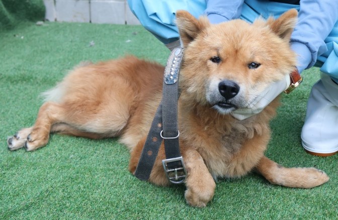 제주 동물보호센터_450650202502936