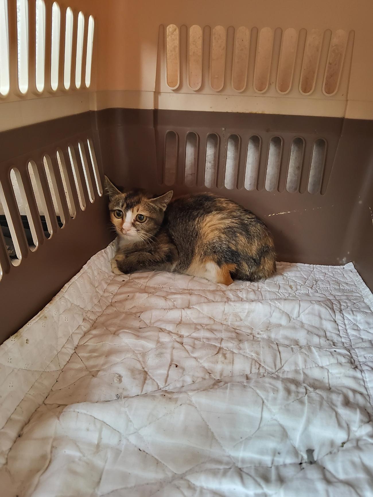 종료(자연사) 한국…