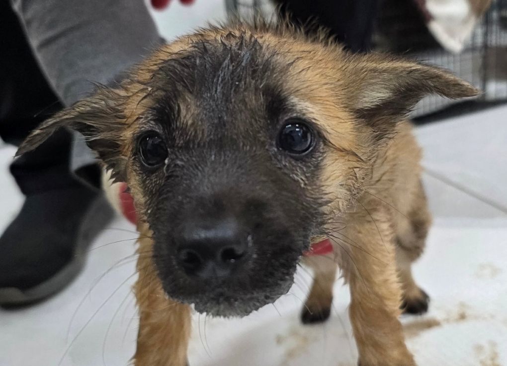 보호중 믹스견의 가…