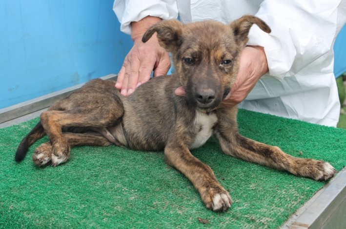 보호중 믹스견의 가…