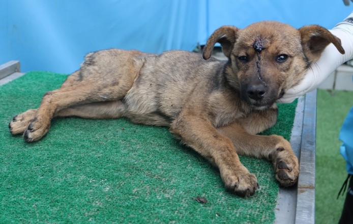 종료(자연사) 믹스…