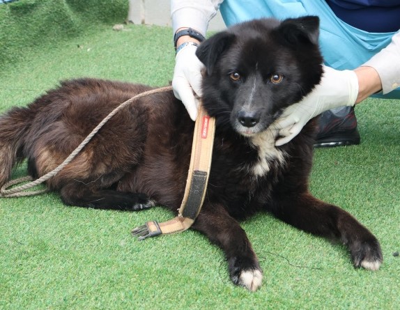 보호중 믹스견의 가…