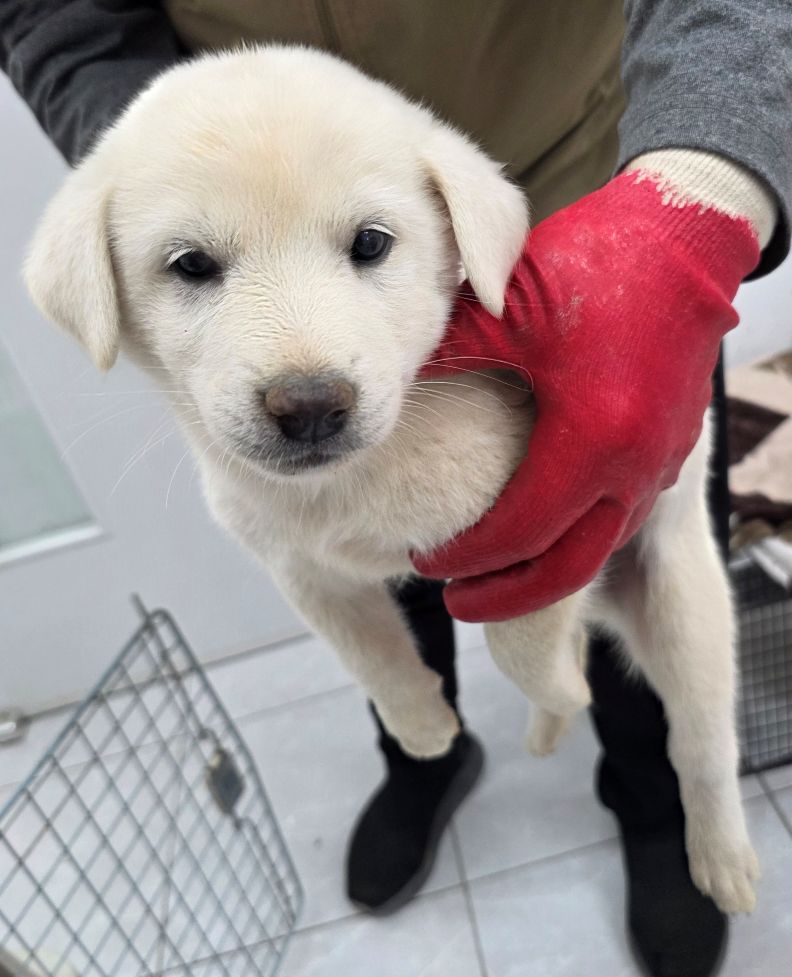 보호중 믹스견의 가…