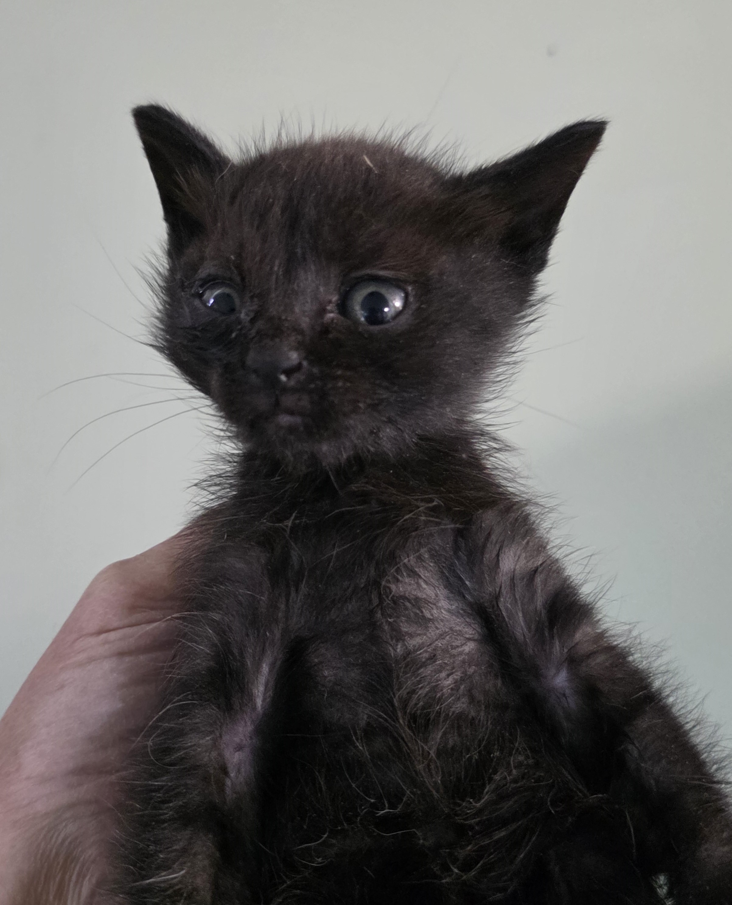 종료(자연사) 한국…