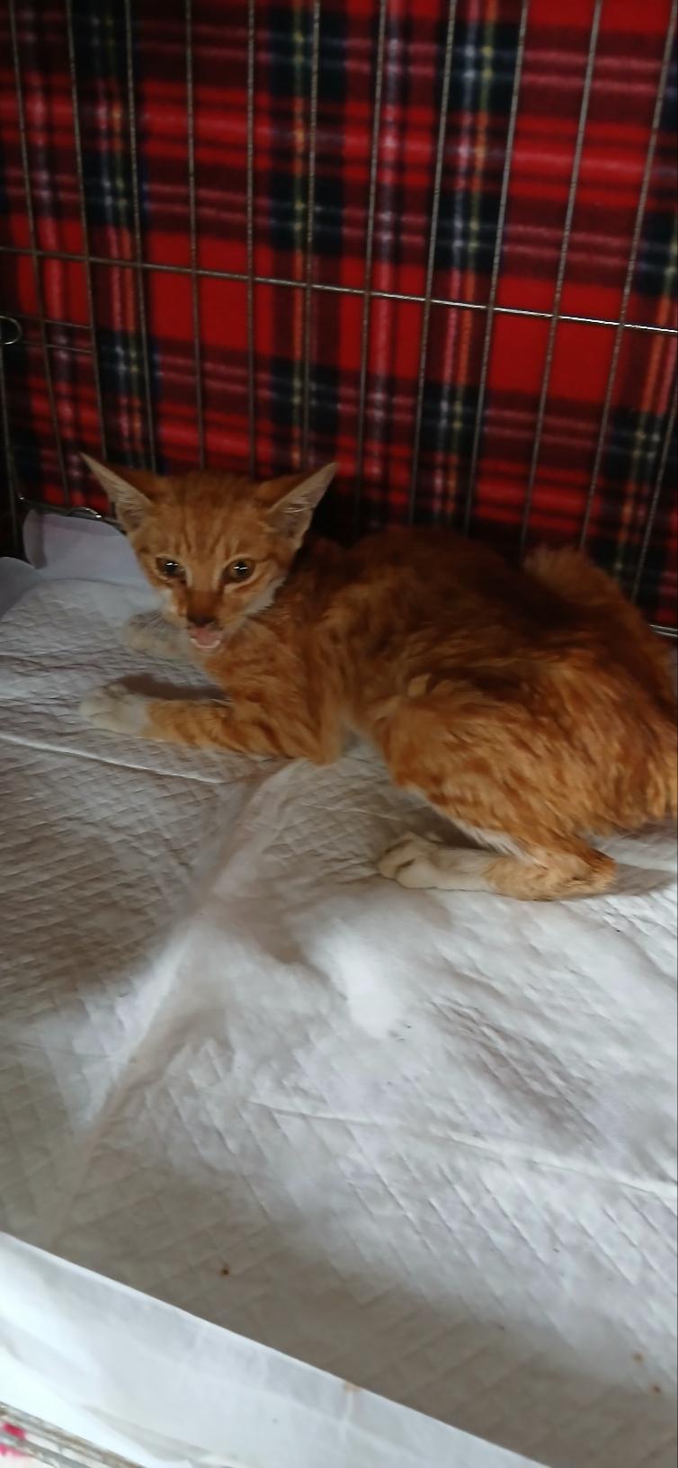 (사)동물보호관리협회_448535202501607