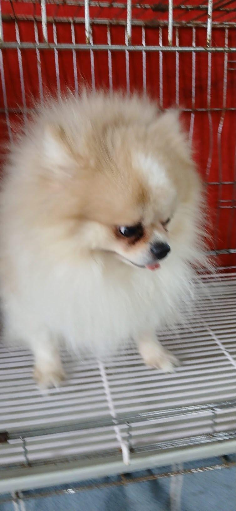 종료(입양) 포메라…