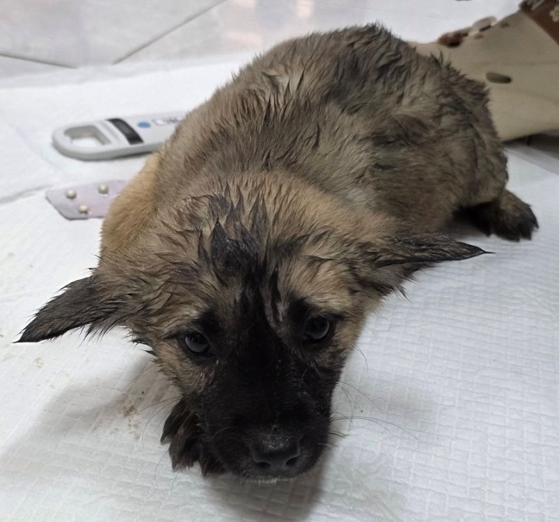 담양군 동물보호센터_446485202500723