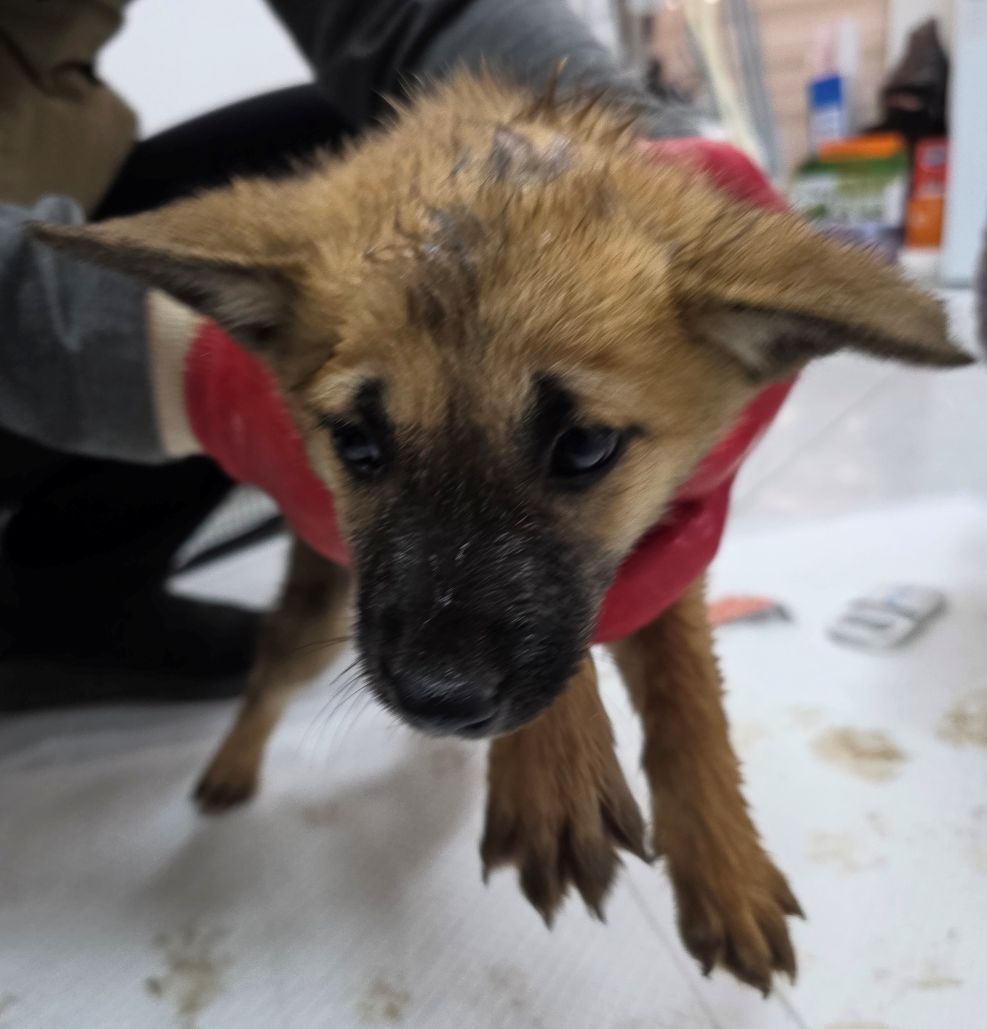 보호중 믹스견의 가…