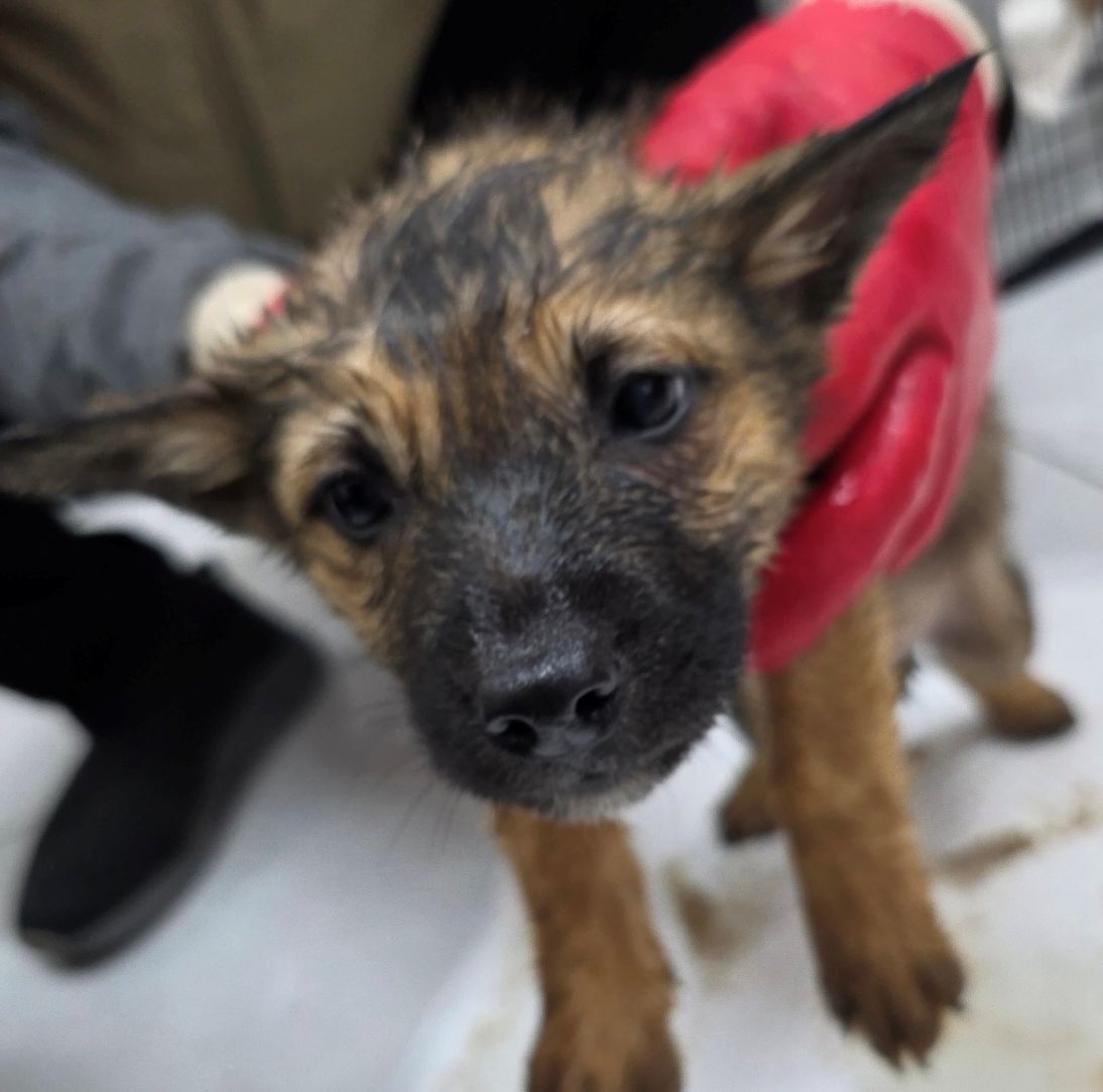 보호중 믹스견의 가…