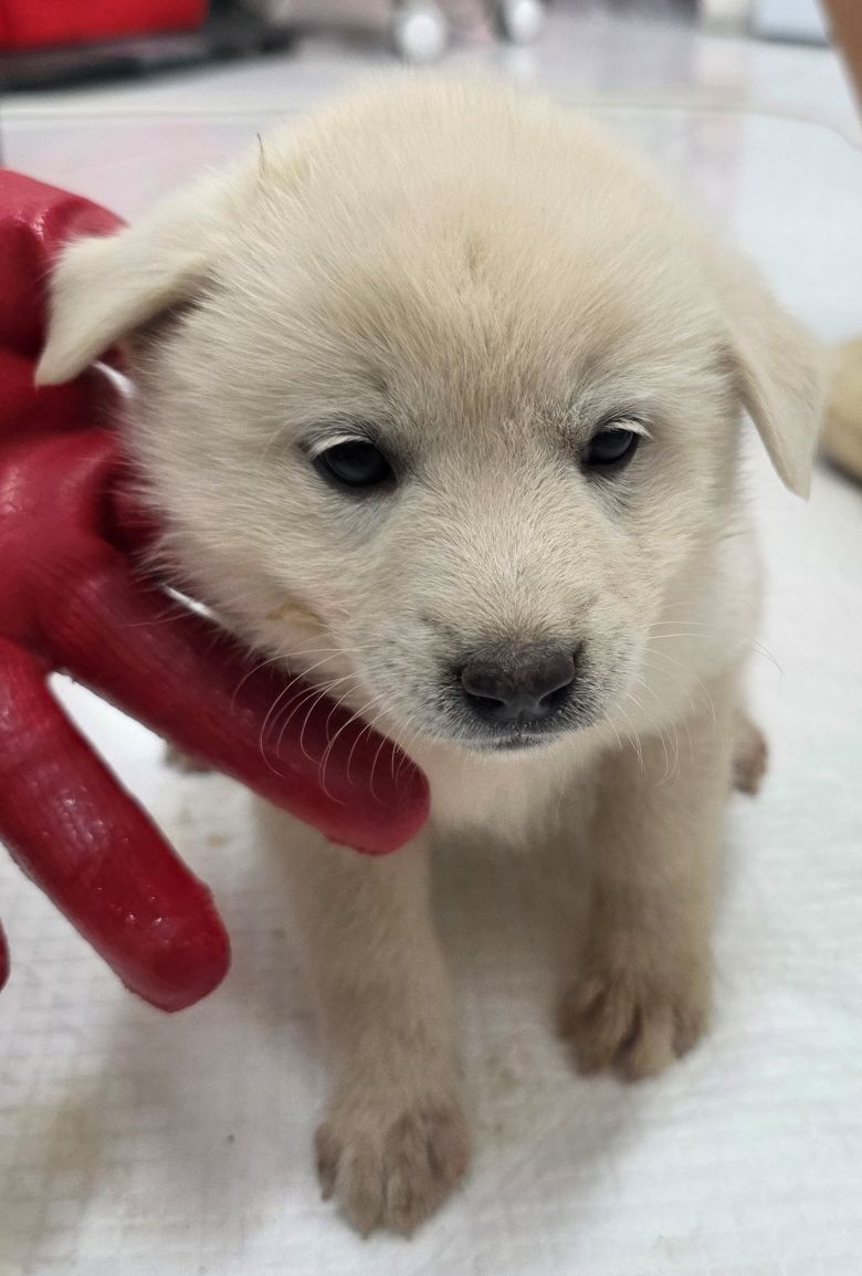 보호중 믹스견의 가…