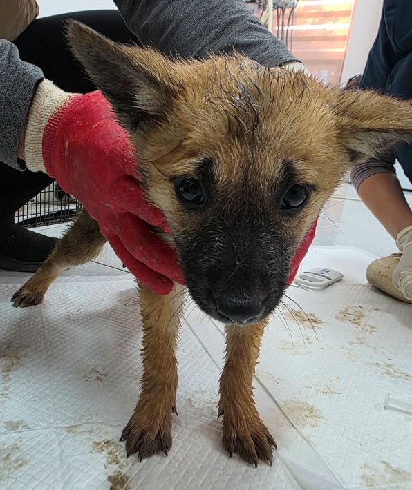 보호중 믹스견의 가…