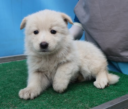 제주 동물보호센터_450650202502939