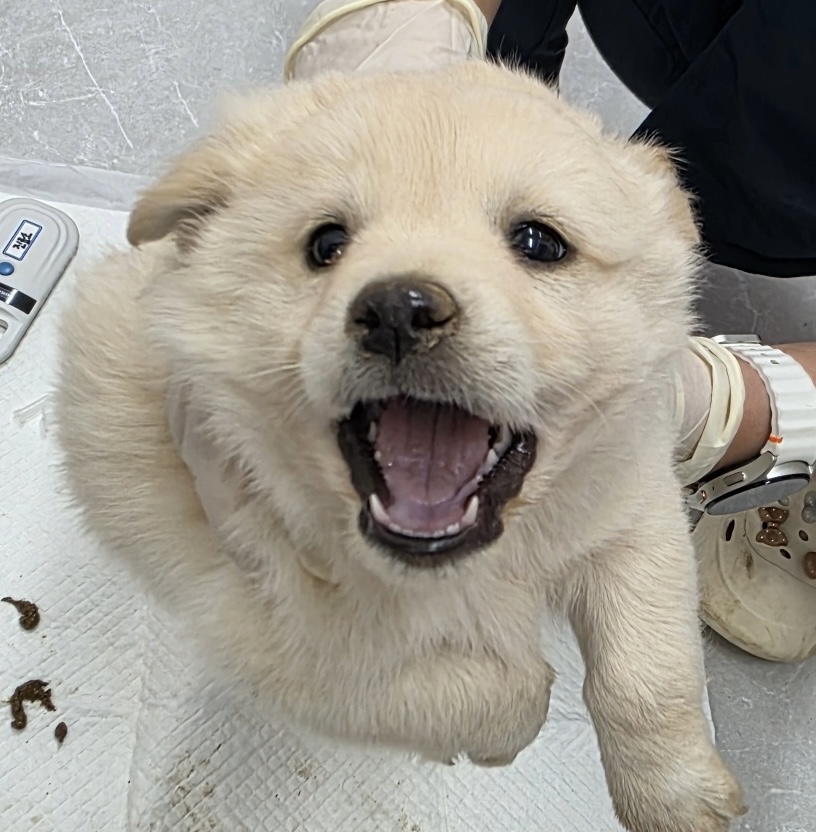 보호중 믹스견의 가…