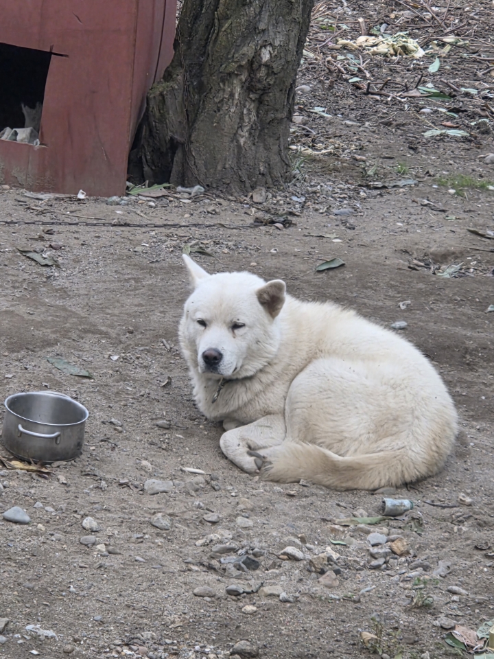 종료(자연사) 믹스…
