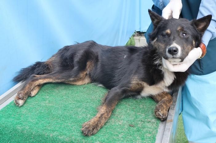 보호중 믹스견의 가…