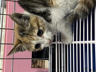 동부동물보호협회_426335202500621