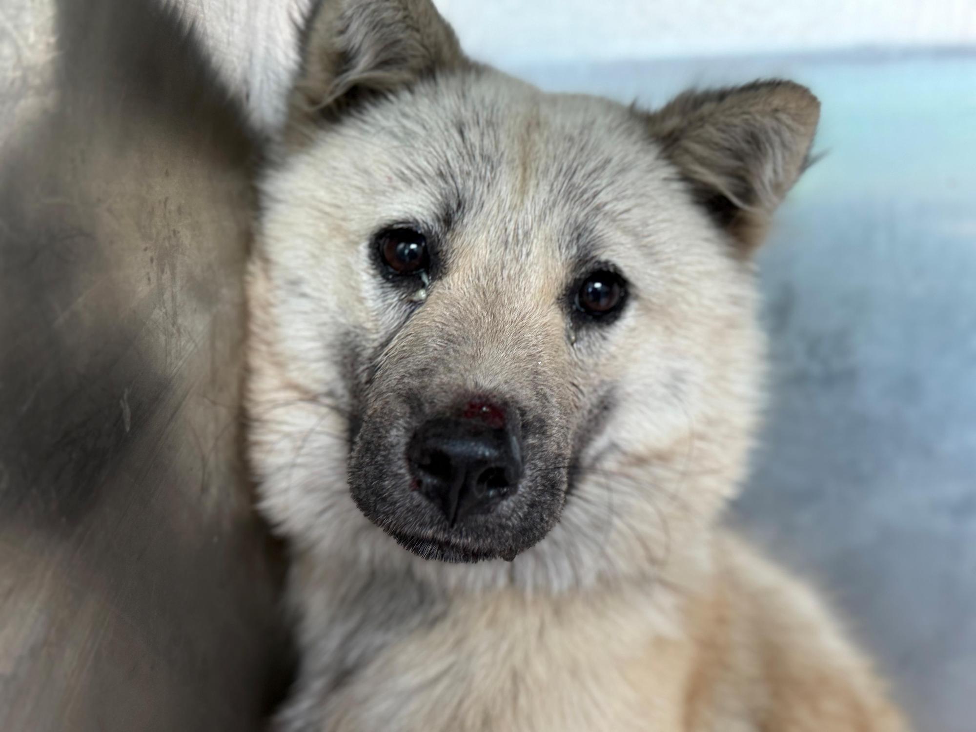 보호중 믹스견의 가…