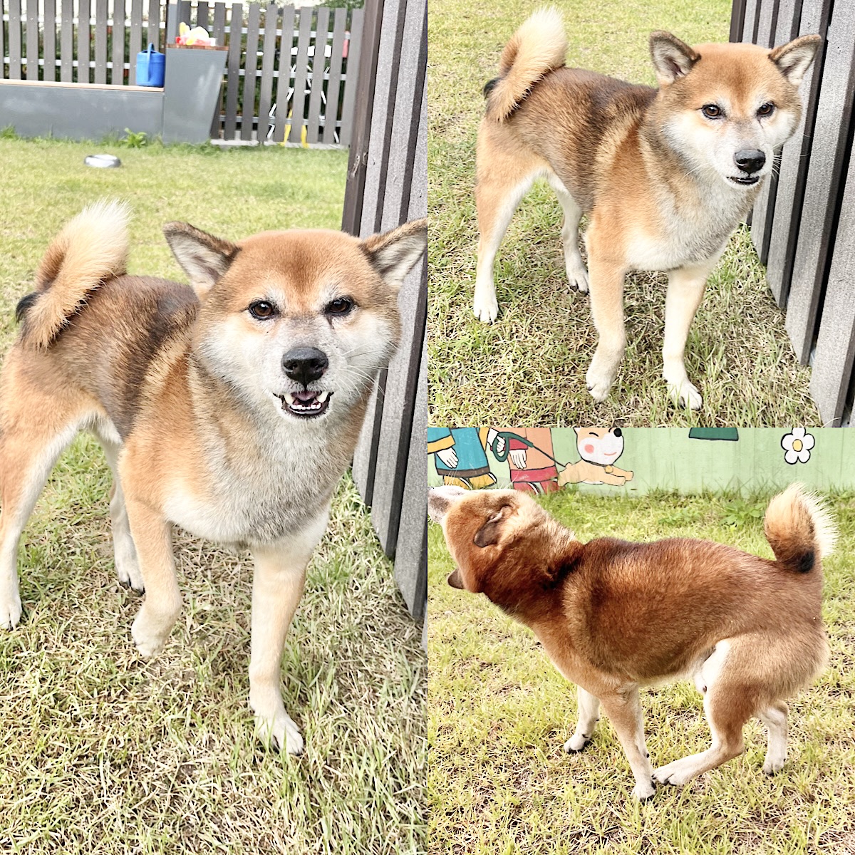 종료(입양) 시바의…