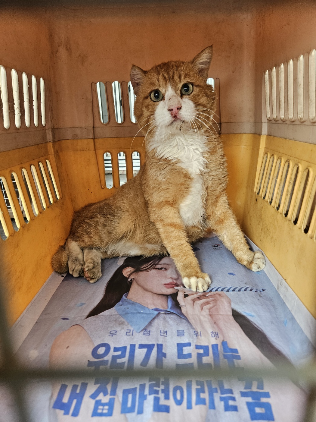 종료(안락사) 한국…