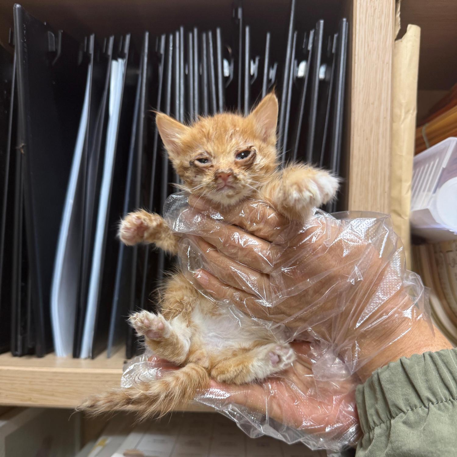 울산유기동물보호센터_431373202501645