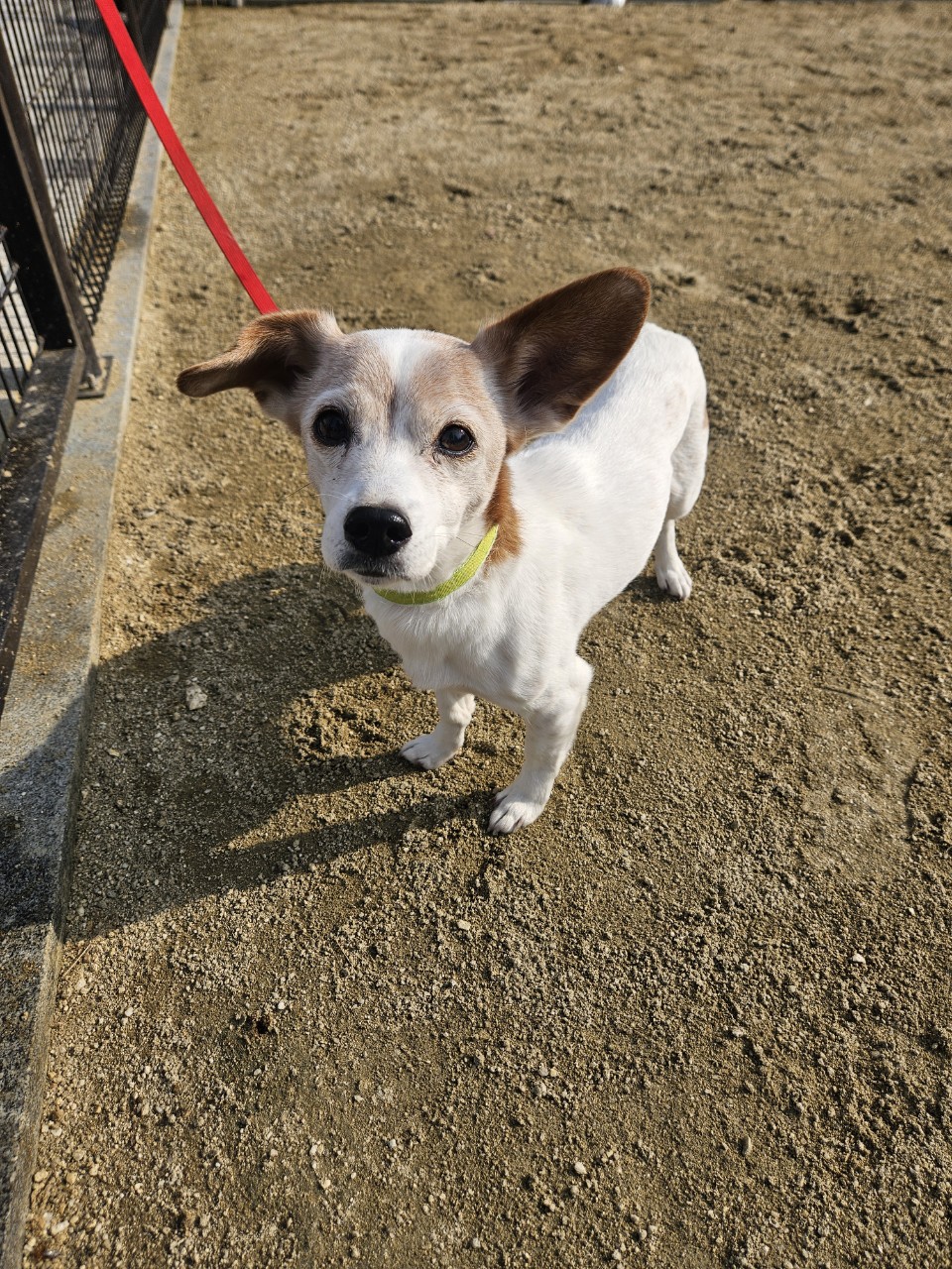 종료(반환) 믹스견…