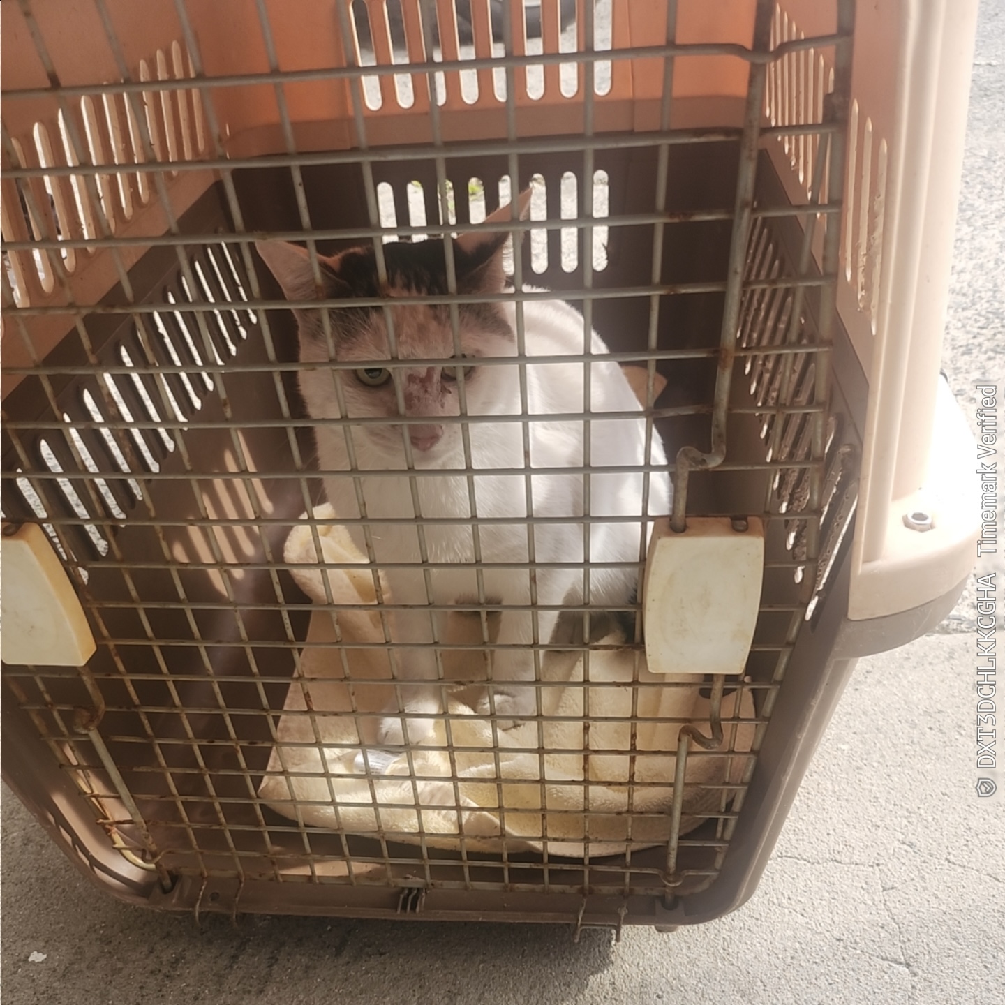 보호중 한국 고양이…