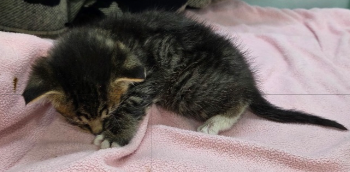 종료(자연사) 한국…