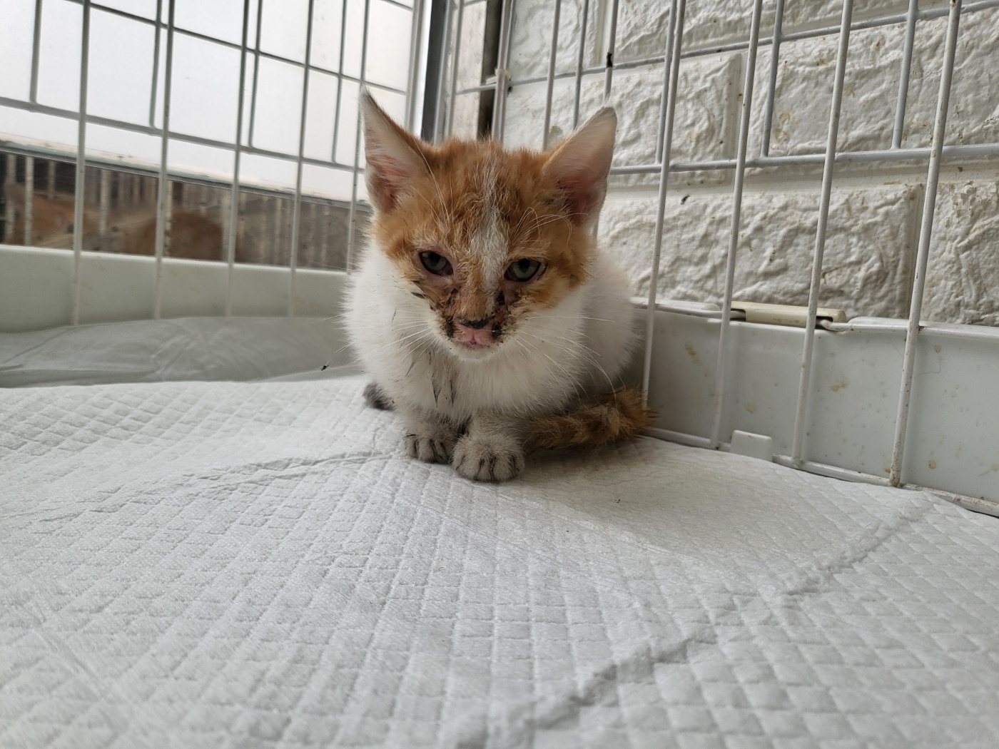 종료(자연사) 한국…