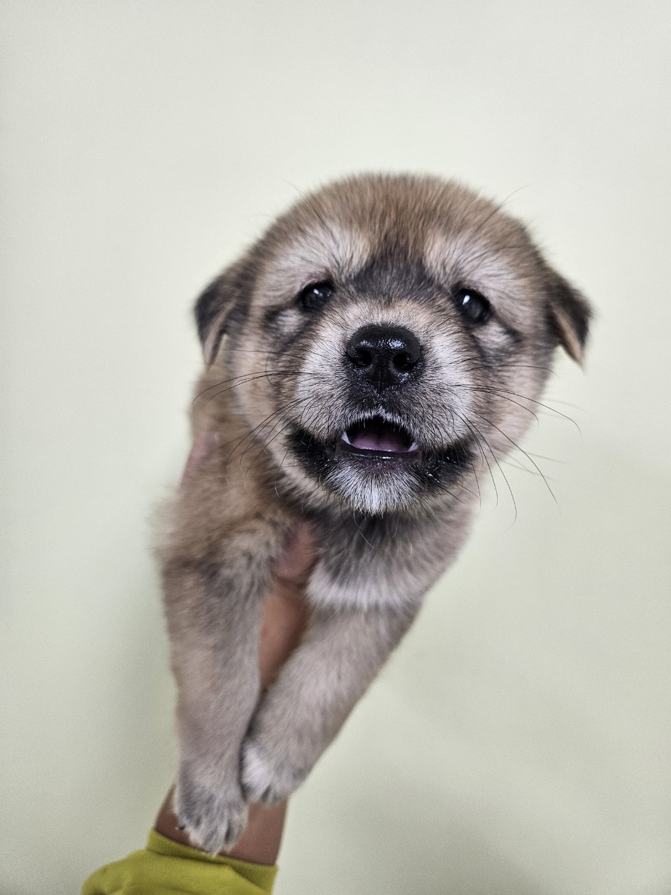 아산동물복지지원센터_444452202502127