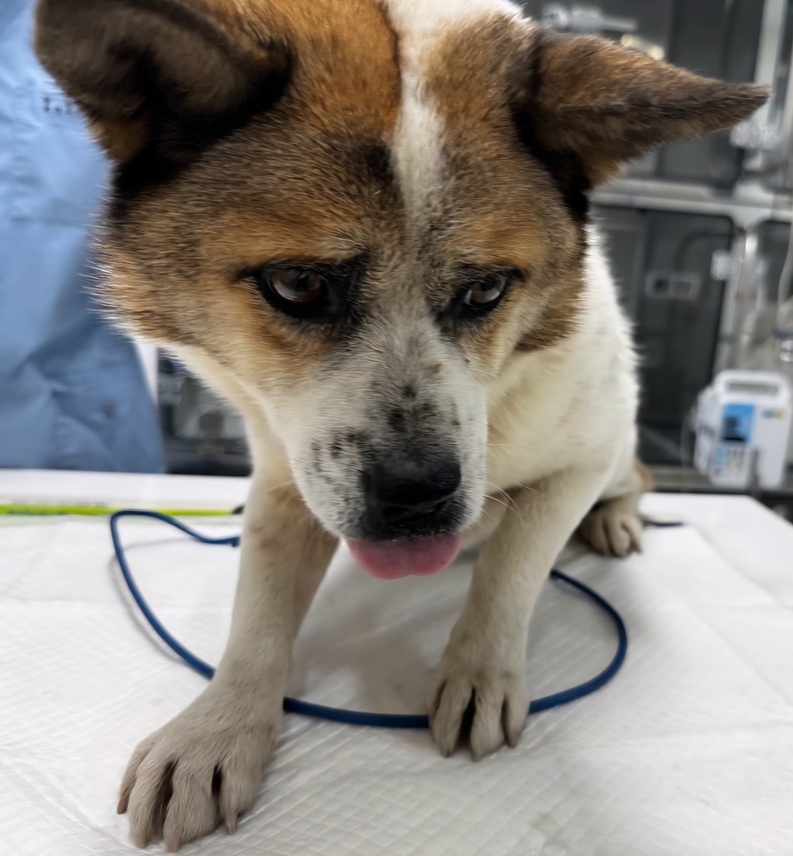 주동물병원_444558202500021