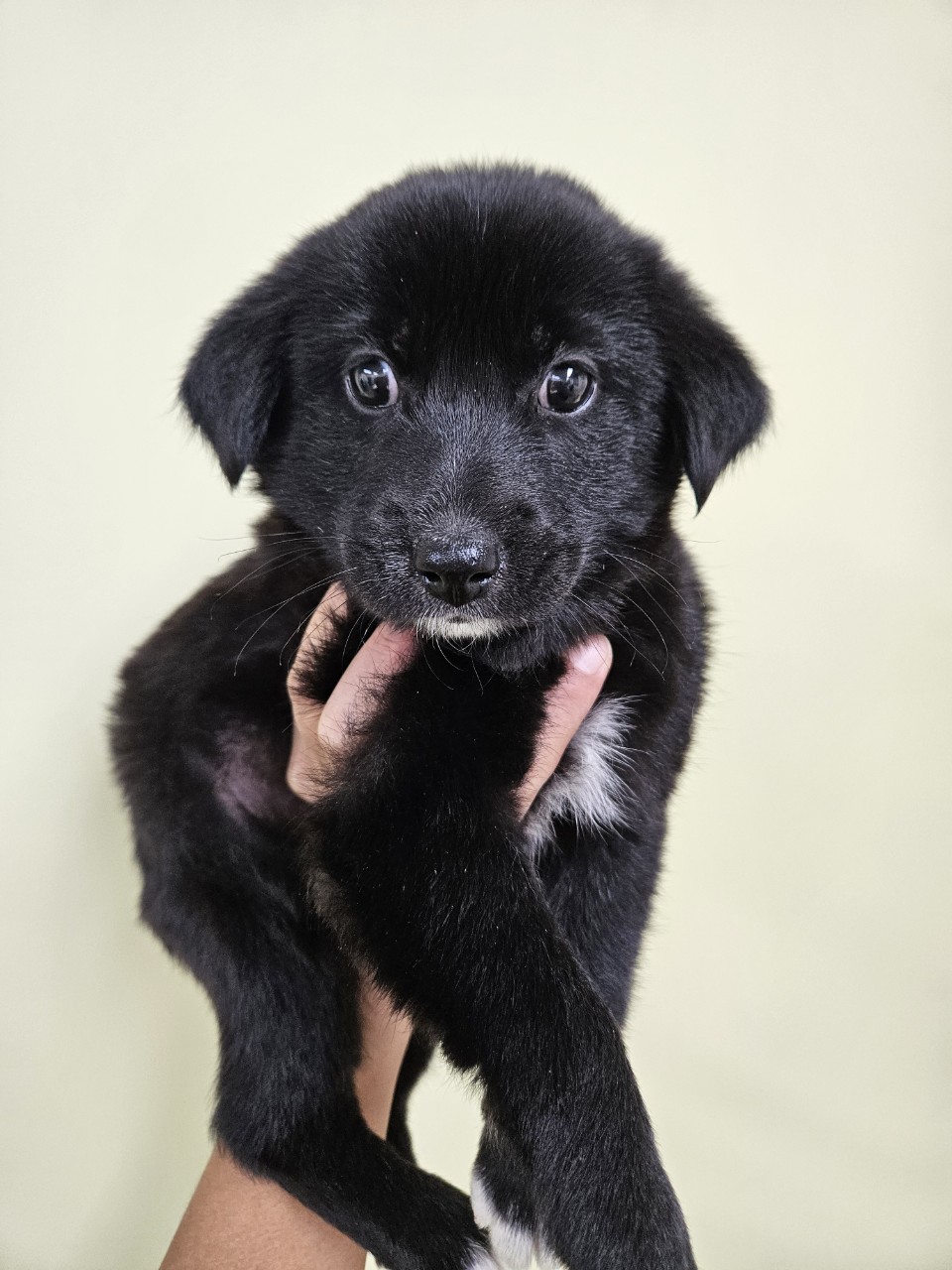 아산동물복지지원센터_444452202502124