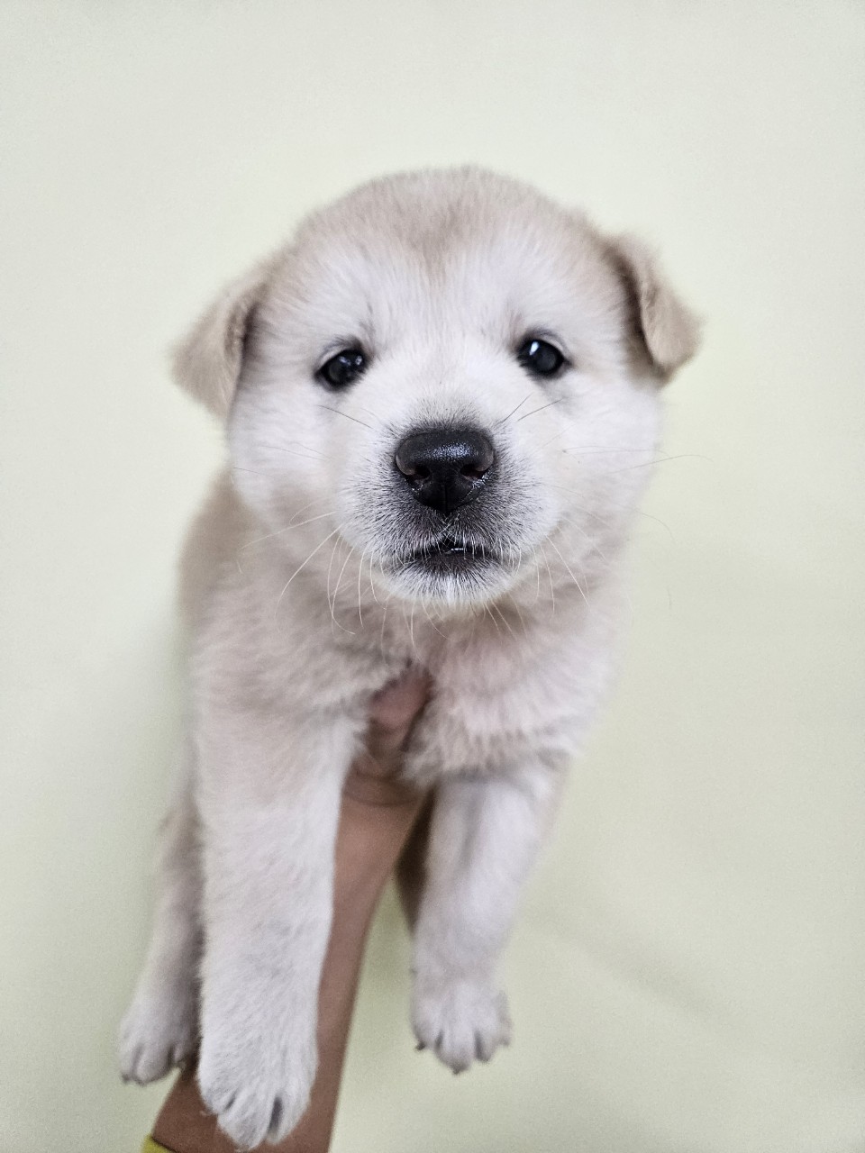 아산동물복지지원센터_444452202502126