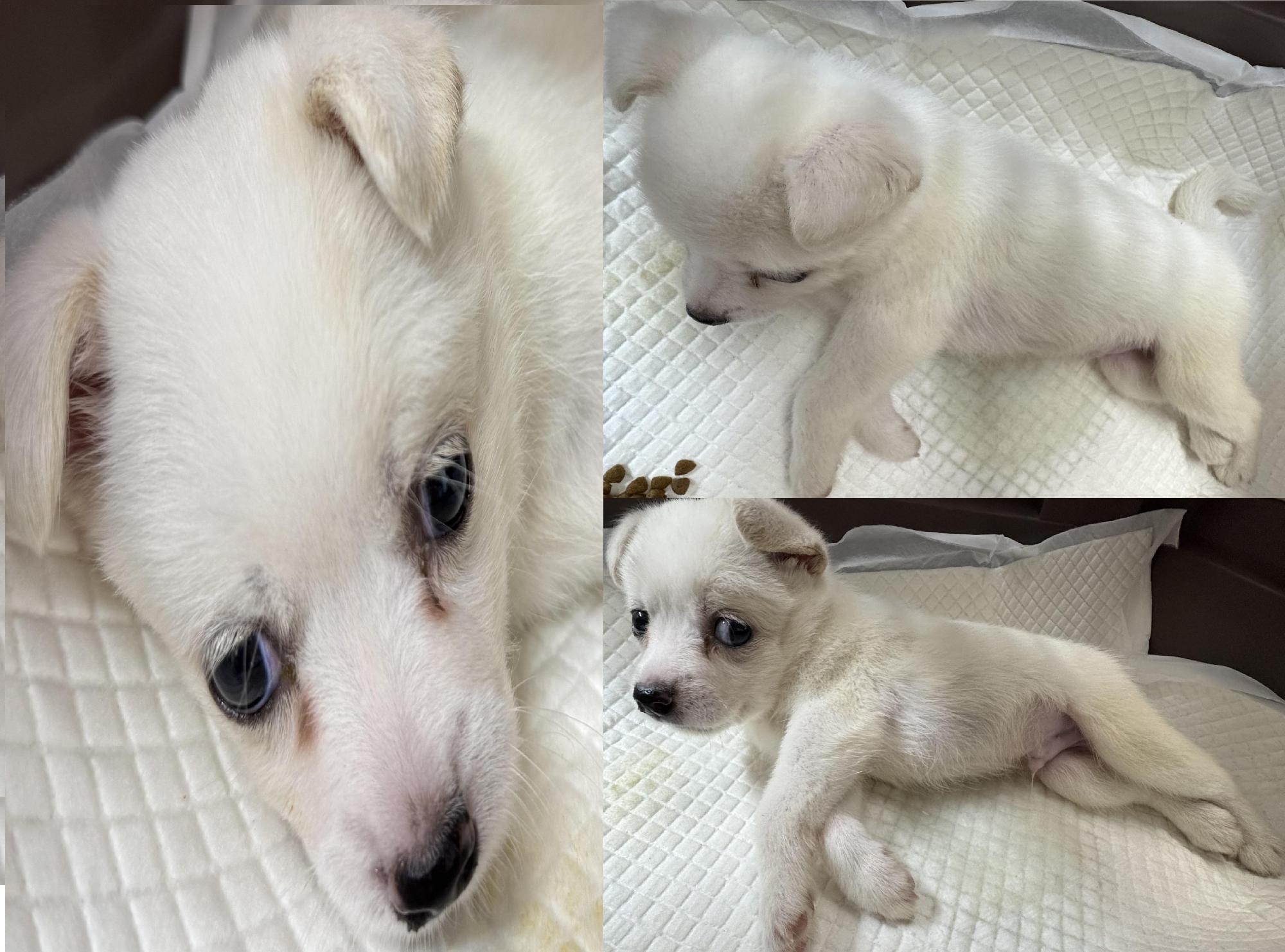 서산시 동물보호센터_444453202501324