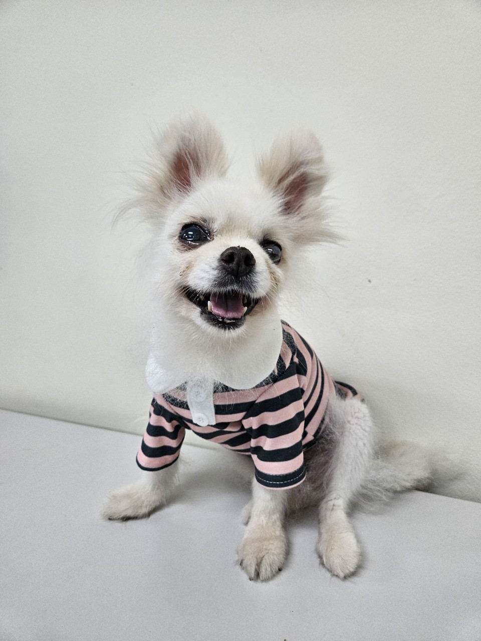 종료(반환) 포메라…