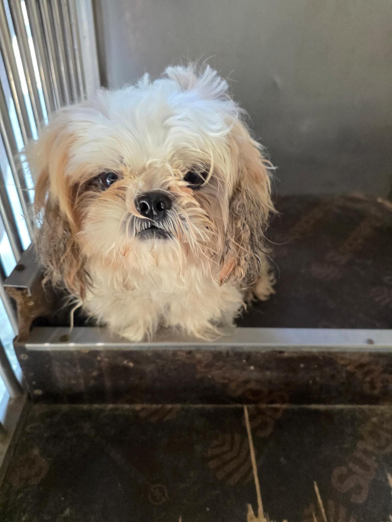 종료(자연사) 믹스…