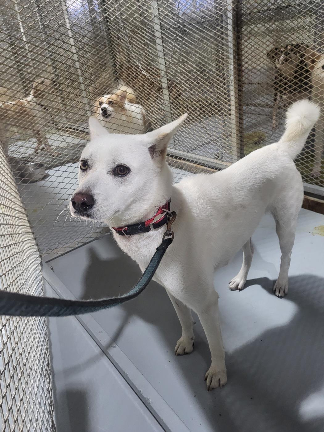 보호중 믹스견의 가…