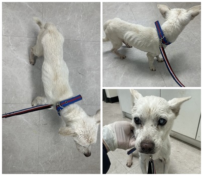 보호중 믹스견의 가…