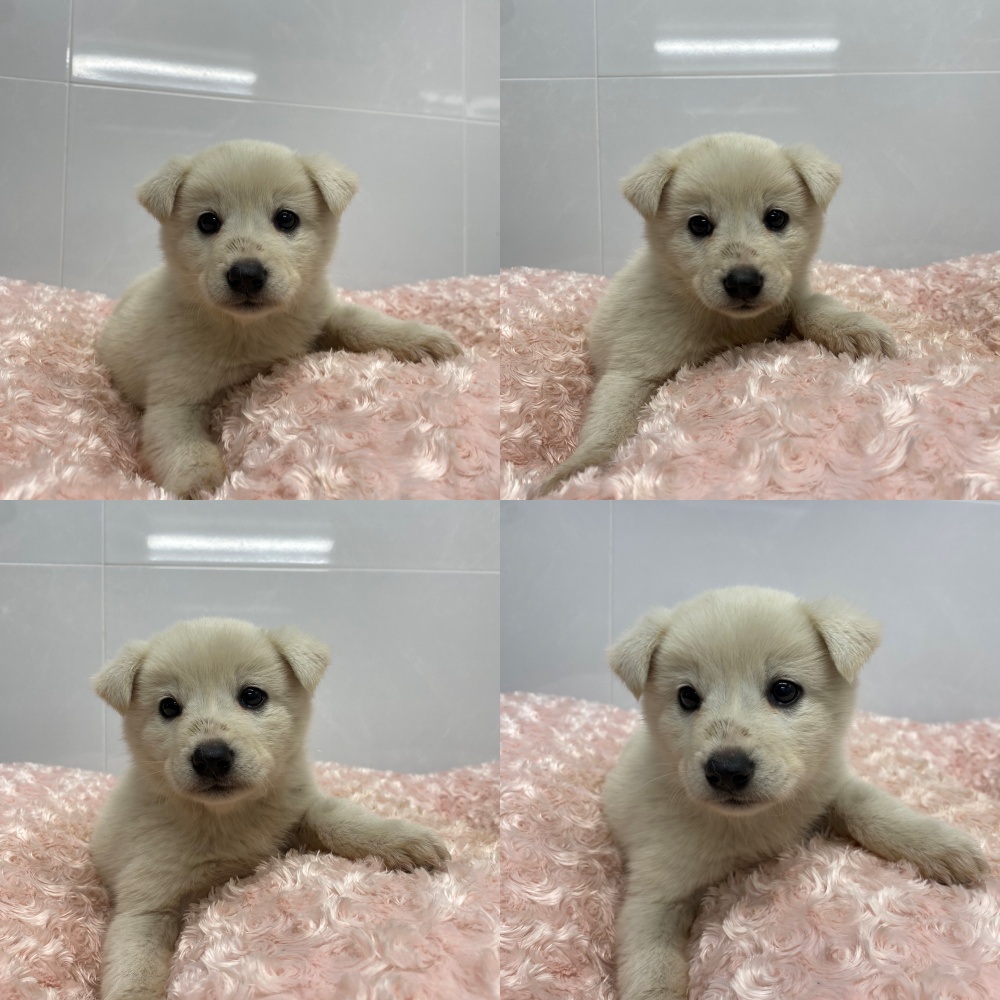 종료(입양) 믹스견…